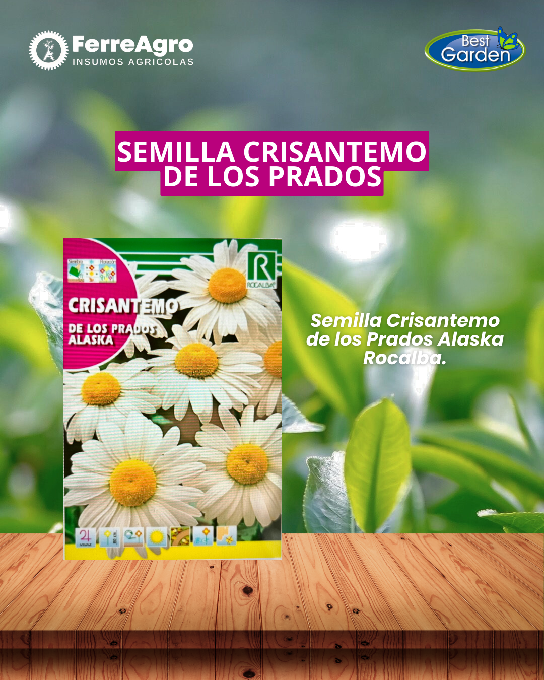 ROCALBA SEMILLA CRISANTEMO DE LOS PRADOS