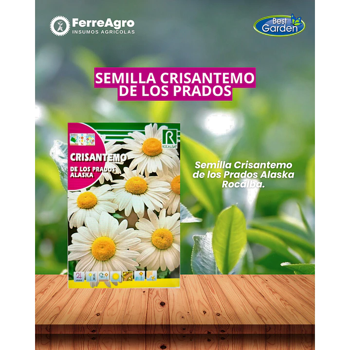 ROCALBA SEMILLA CRISANTEMO DE LOS PRADOS 1