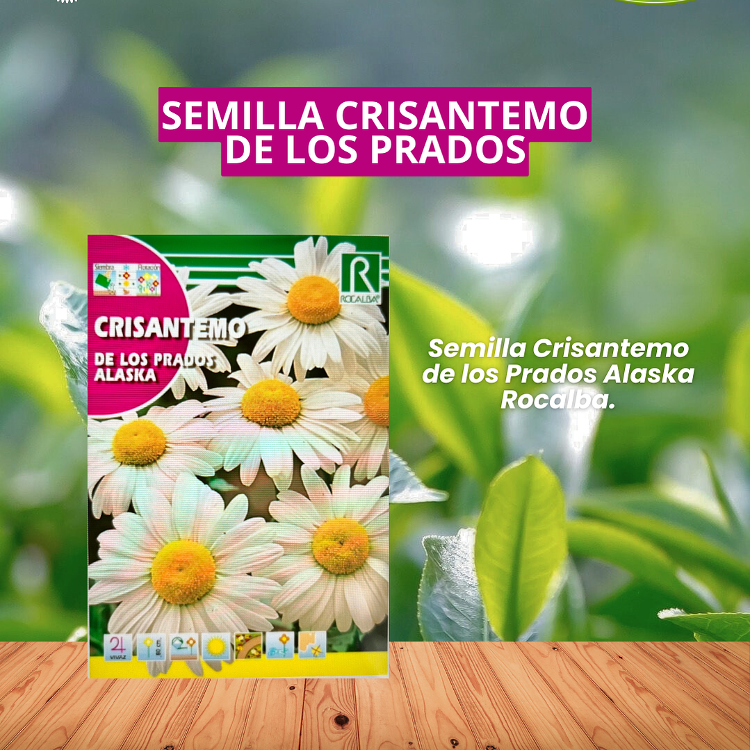 ROCALBA SEMILLA CRISANTEMO DE LOS PRADOS 3 GRS / BEST GARDEN  1