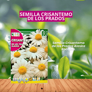 ROCALBA SEMILLA CRISANTEMO DE LOS PRADOS 3 GRS / BEST GARDEN 
