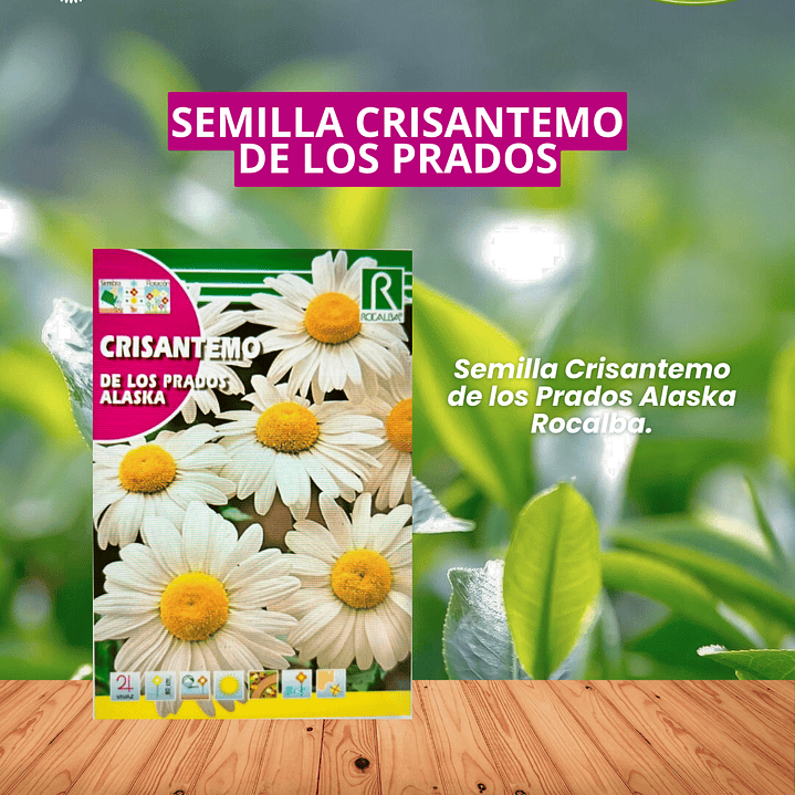 ROCALBA SEMILLA CRISANTEMO DE LOS PRADOS 3 GRS / BEST GARDEN  1