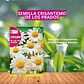 ROCALBA SEMILLA CRISANTEMO DE LOS PRADOS 3 GRS / BEST GARDEN  - Miniatura 1