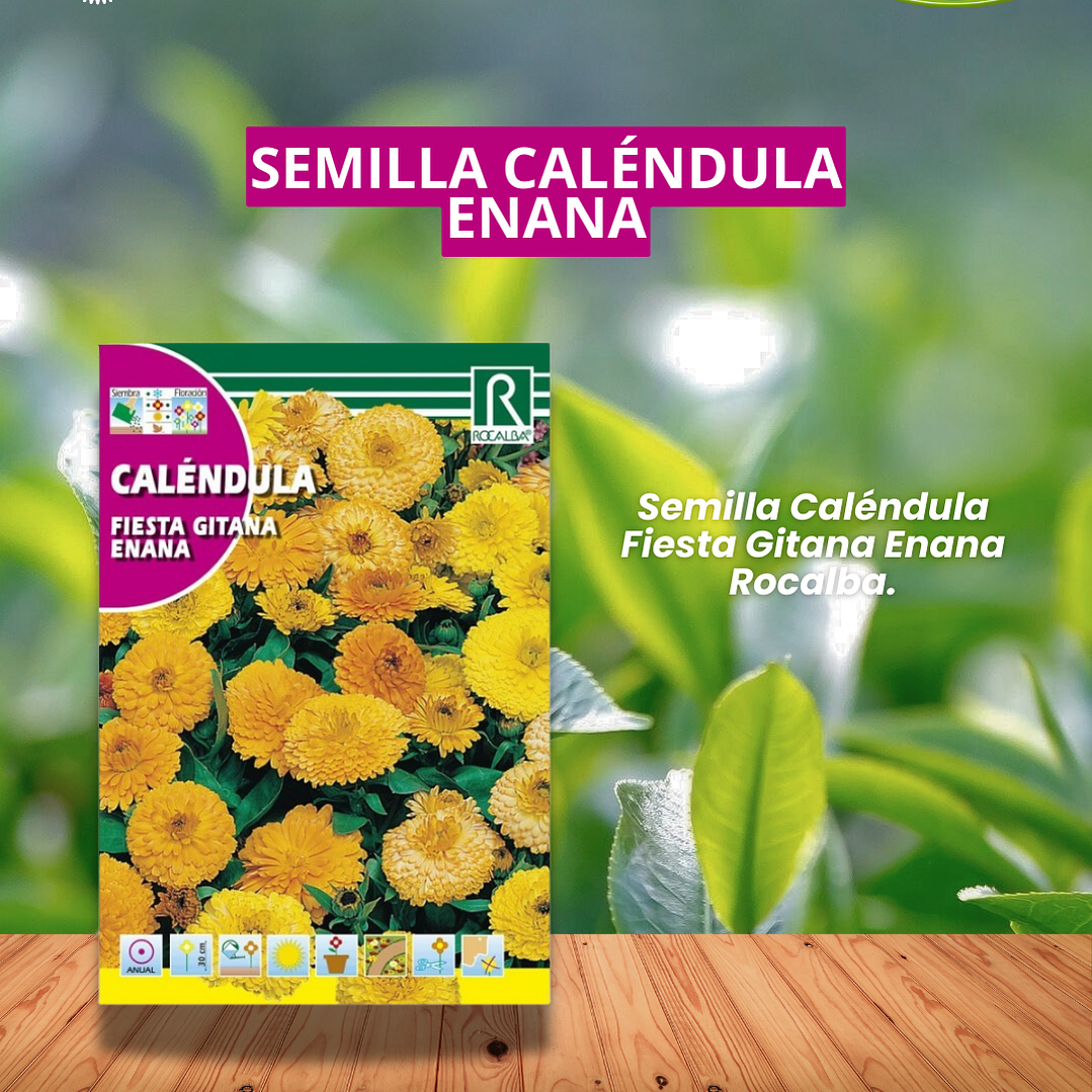 ROCALBA SEMILLA CALÉNDULA FIESTA 3 GR / BEST GARDEN  1