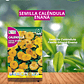 ROCALBA SEMILLA CALÉNDULA FIESTA 3 GR / BEST GARDEN  - Miniatura 1