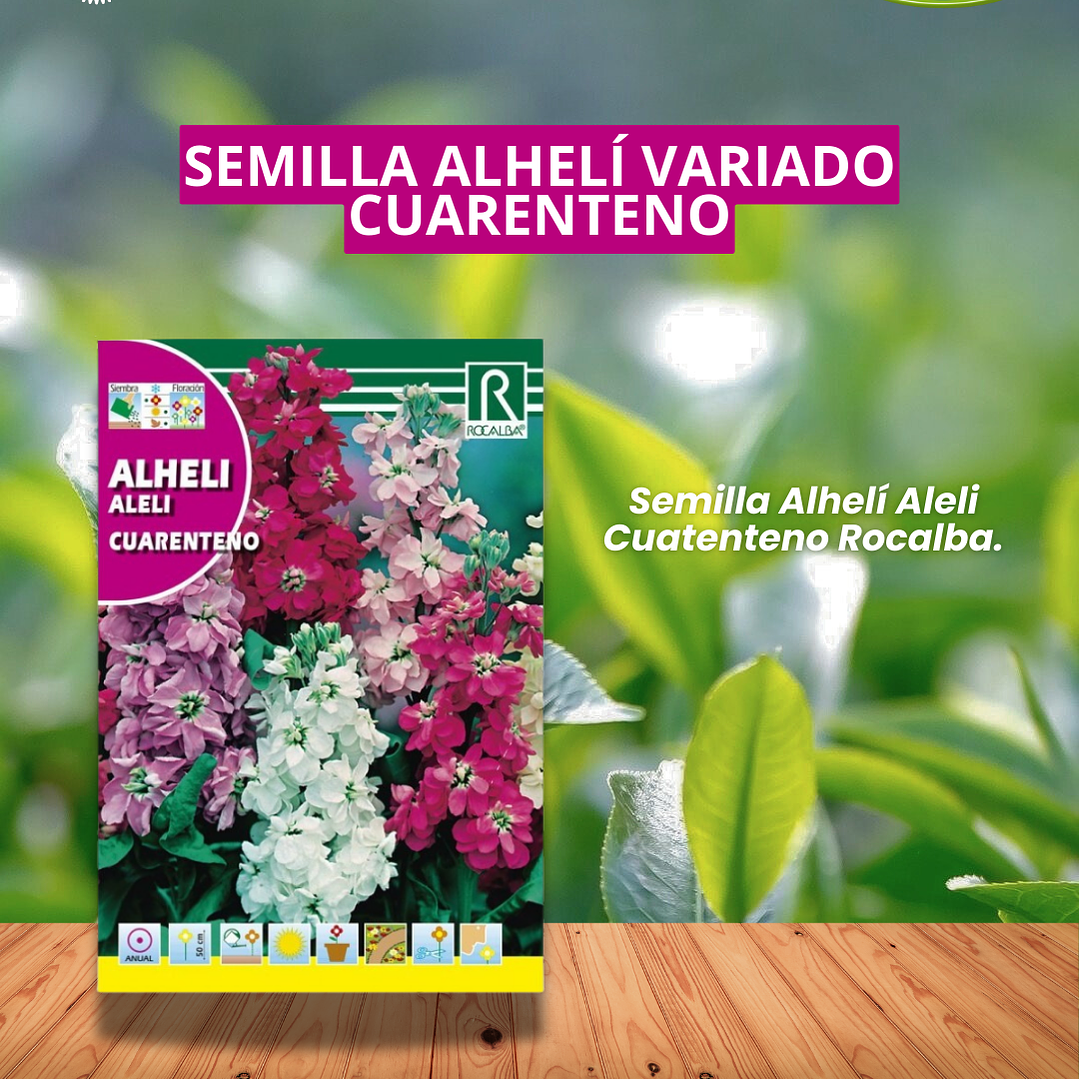 ROCALBA SEMILLA ALHELI 0.5 GR / BEST GARDEN  1