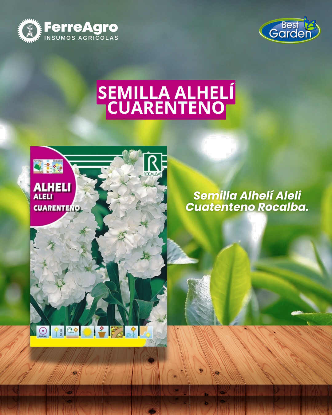 ROCALBA SEMILLA ALHELI BLANCO