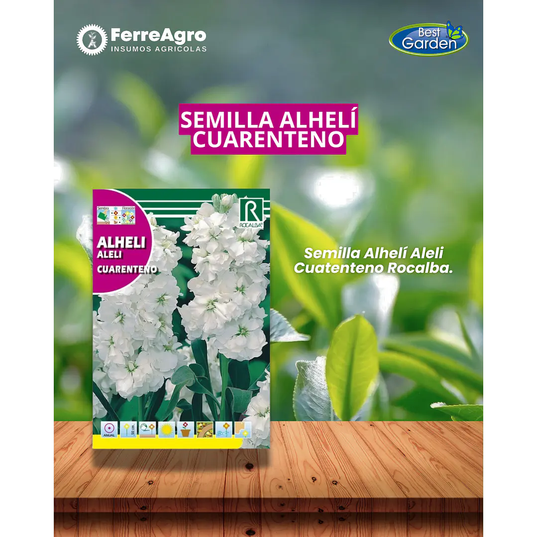 ROCALBA SEMILLA ALHELI BLANCO 1
