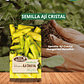 SEMILLA AJI CRISTAL  3 GRS / BEST GARDEN  - Miniatura 1