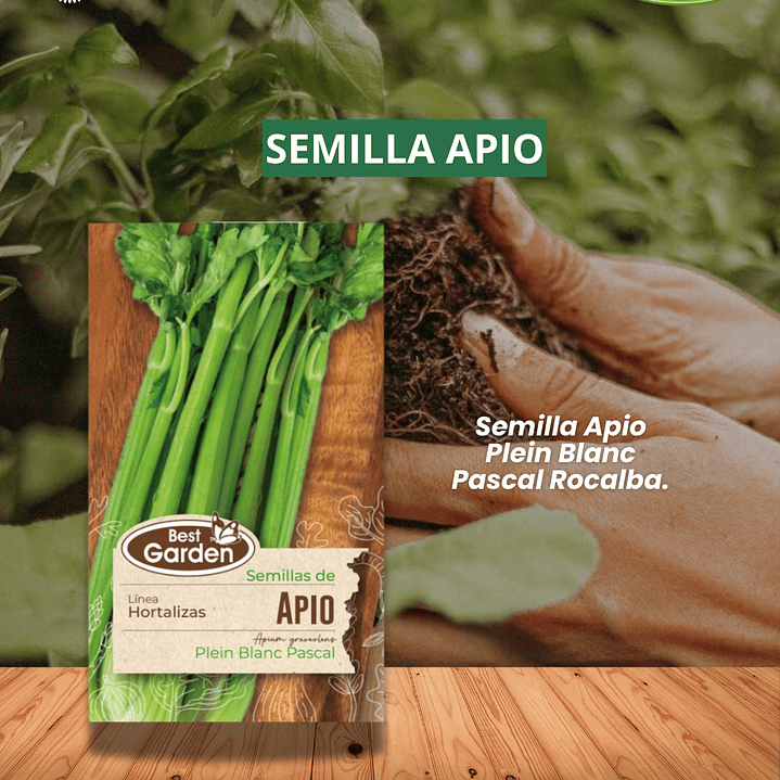 SEMILLA APIO 2 GRS/ BEST GARDEN  1