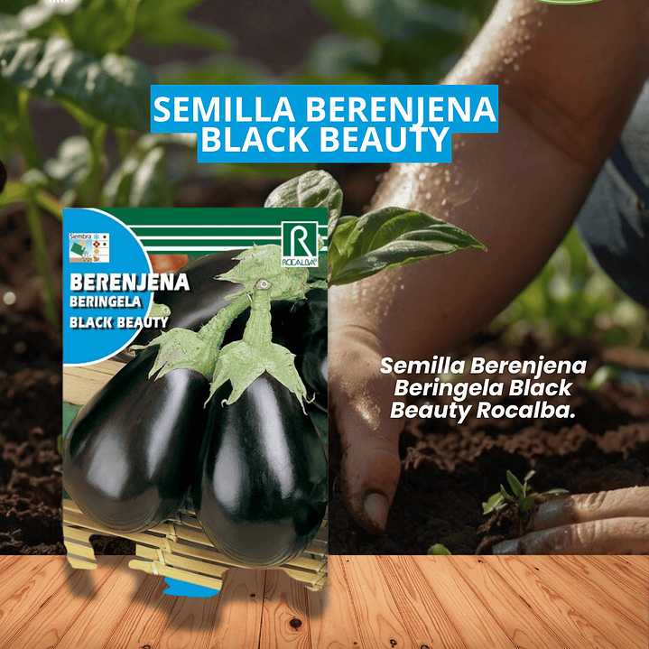 ROCALBA SEMILLA BERENJENA 3 GRS / BEST GARDEN  1