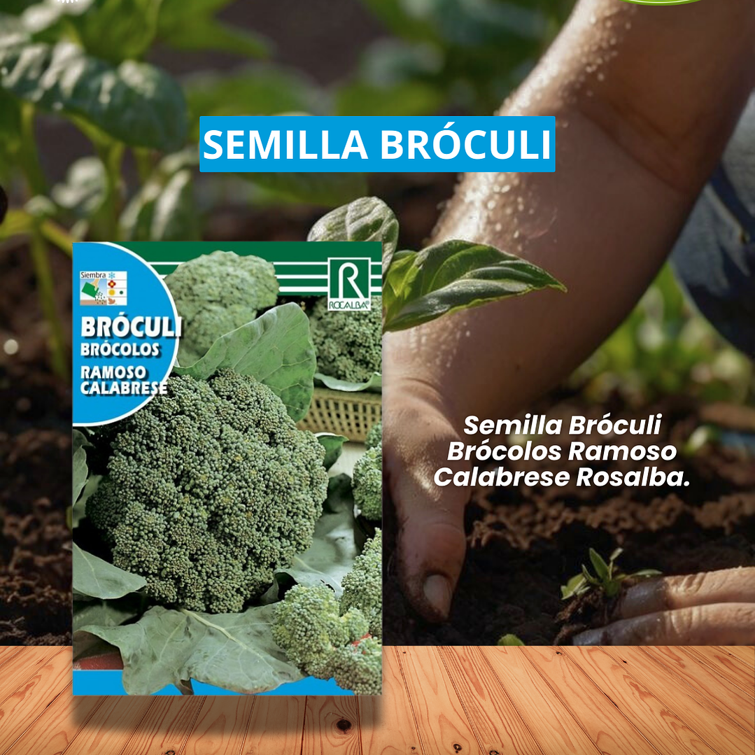 ROCALBA SEMILLA BROCÓLI 5 GR  (RAMOSO CALABRESE) /BEST GARDEN 1