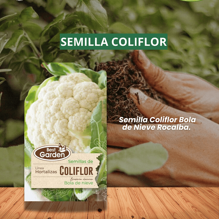SEMILLA COLIFLOR 3 GRS / BEST GARDEN  1