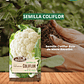 SEMILLA COLIFLOR 3 GRS / BEST GARDEN  - Miniatura 1