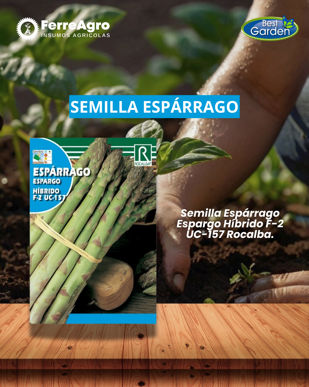 ROCALBA SEMILLA DE ESPARRAGO