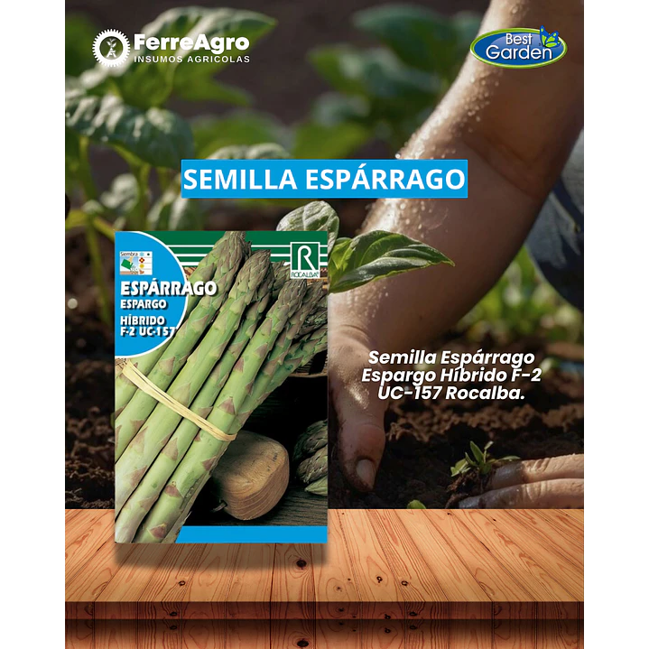 ROCALBA SEMILLA DE ESPARRAGO 1