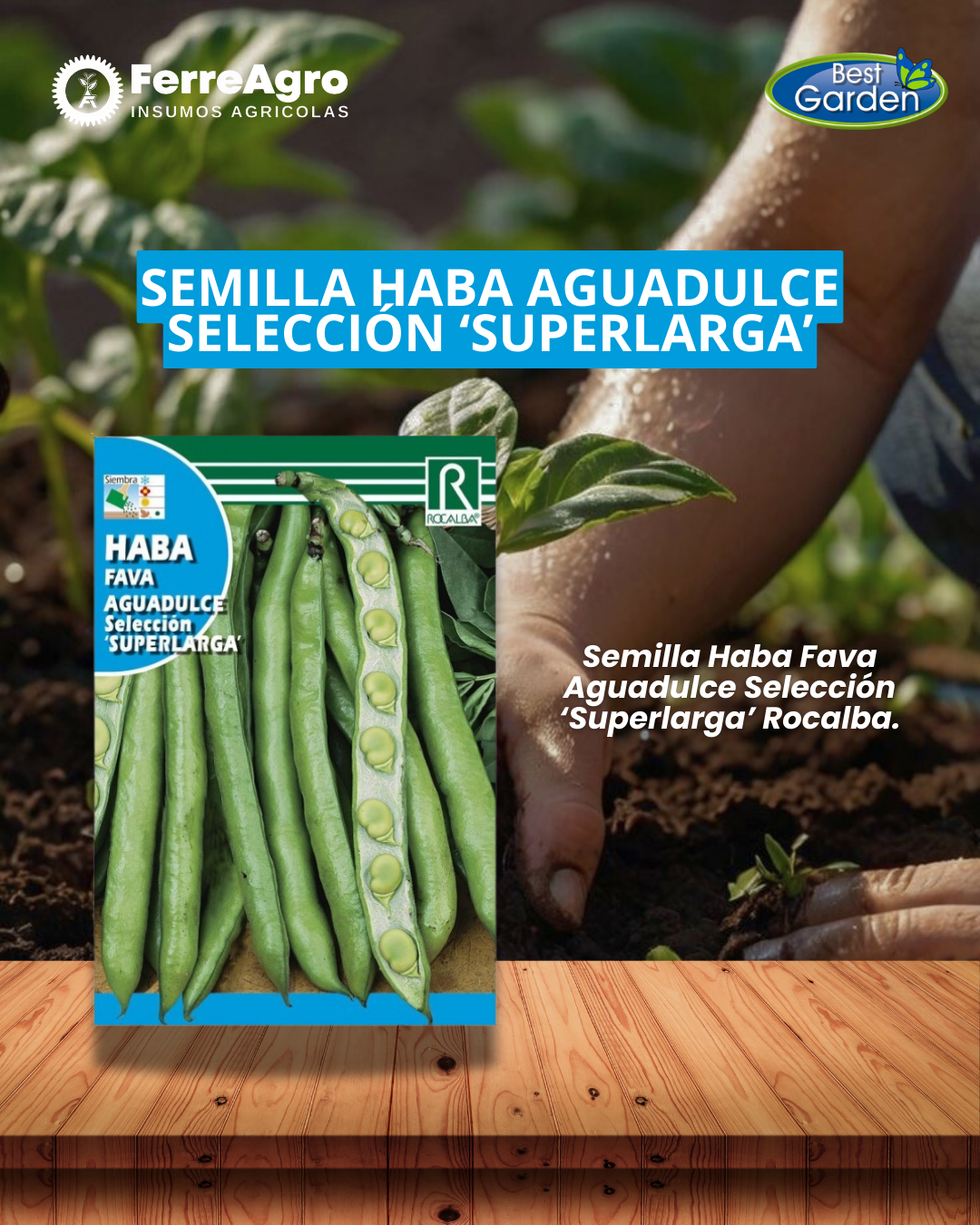 ROCALBA SEMILLA HABA