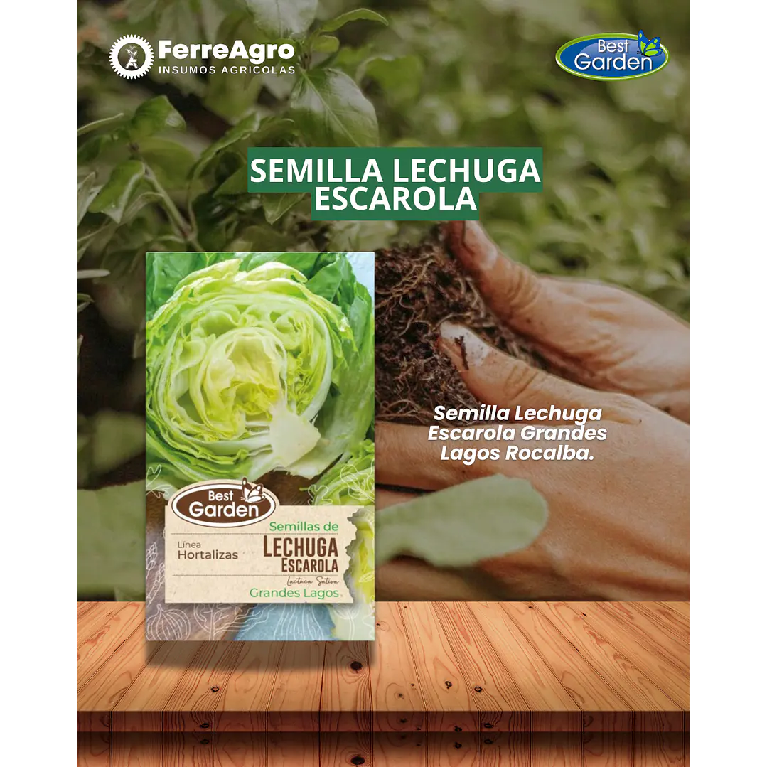 SEMILLA LECHUGA ESCAROLA 4 GR / BEST GARDEN  1