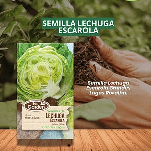 SEMILLA LECHUGA ESCAROLA 4 GR / BEST GARDEN 