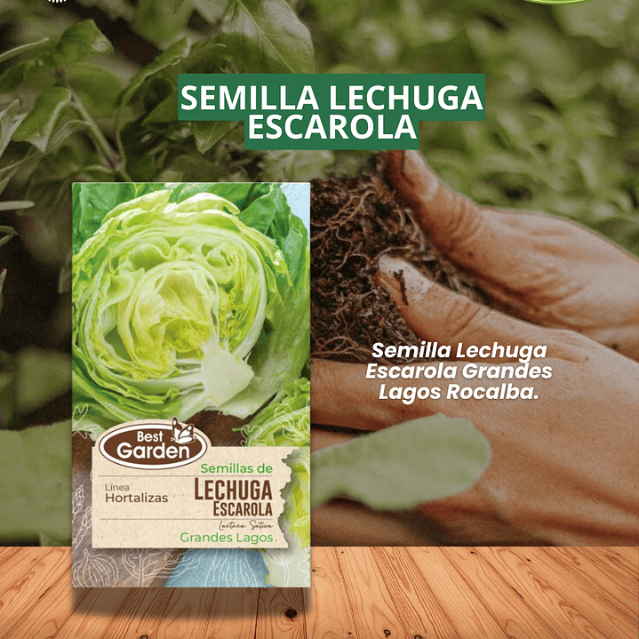 SEMILLA LECHUGA ESCAROLA 4 GR / BEST GARDEN  1