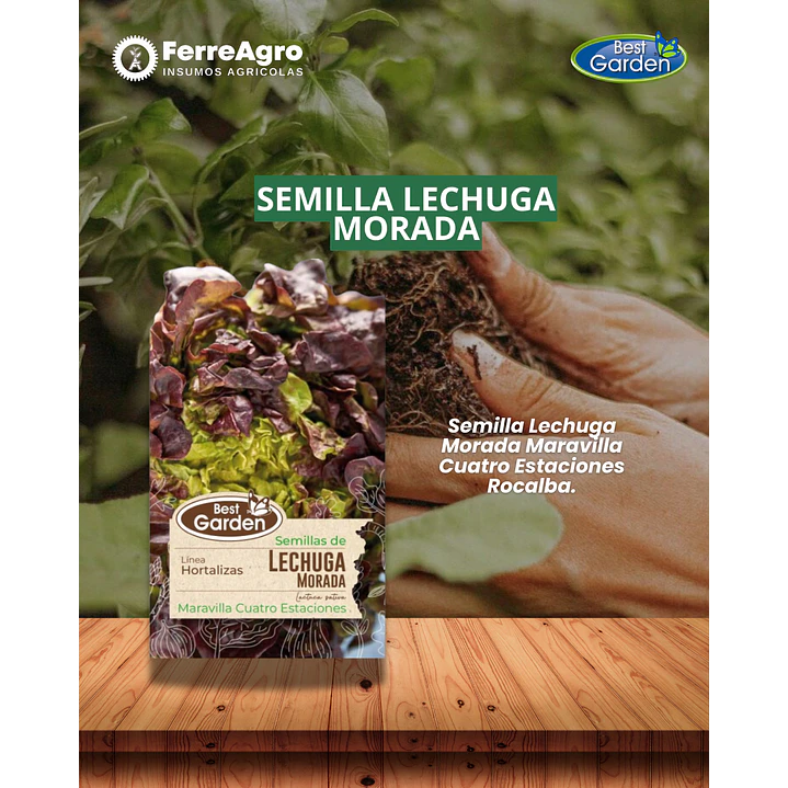  SEMILLA LECHUGA MORADA 5 GR/ BEST GARDEN  1