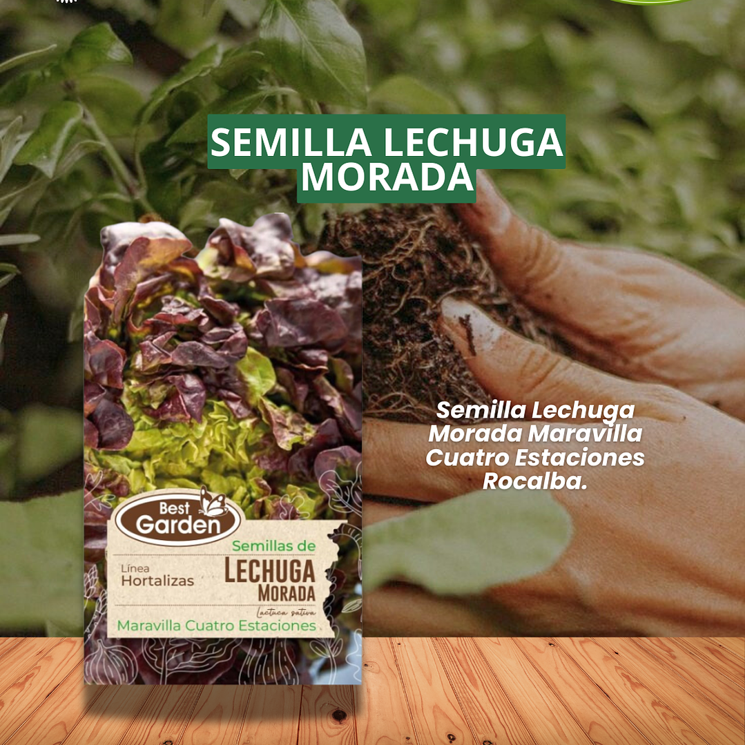  SEMILLA LECHUGA MORADA 5 GR/ BEST GARDEN  1
