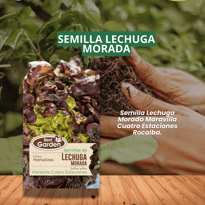  SEMILLA LECHUGA MORADA 5 GR/ BEST GARDEN  1