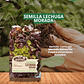  SEMILLA LECHUGA MORADA 5 GR/ BEST GARDEN  - Miniatura 1