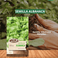 SEMILLA ALBAHACA 5 GRS / BEST GARDEN  - Miniatura 1