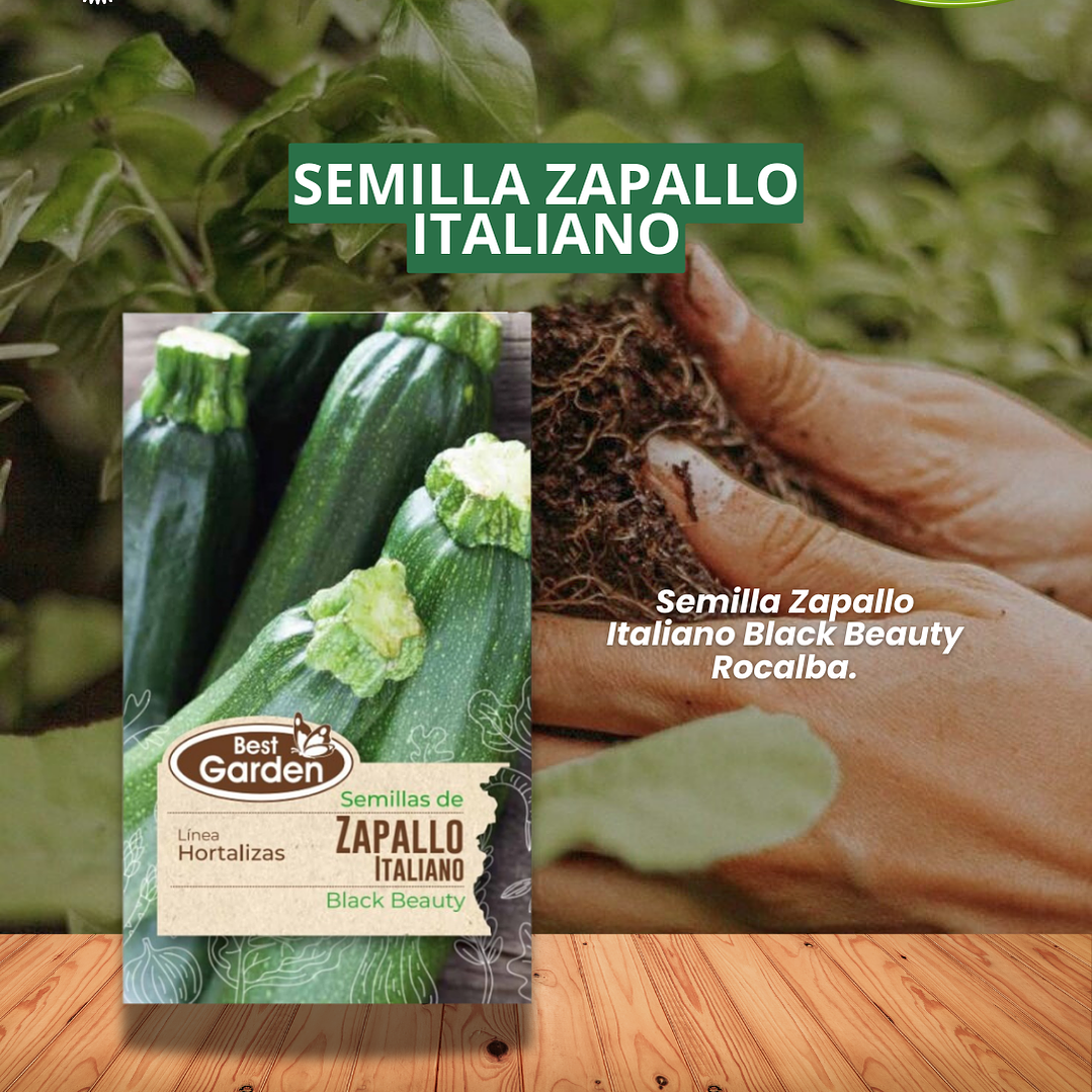 SEMILLA ZAPALLO ITALIANO  5 GRS / BEST GARDEN  1