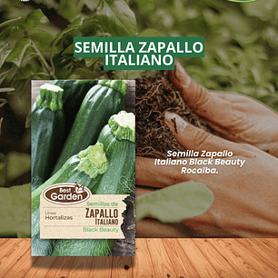 SEMILLA ZAPALLO ITALIANO  5 GRS / BEST GARDEN 