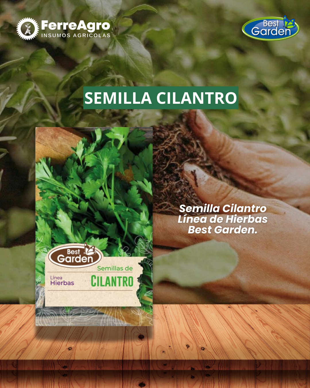 SEMILLA CILANTRO / BEST GARDEN