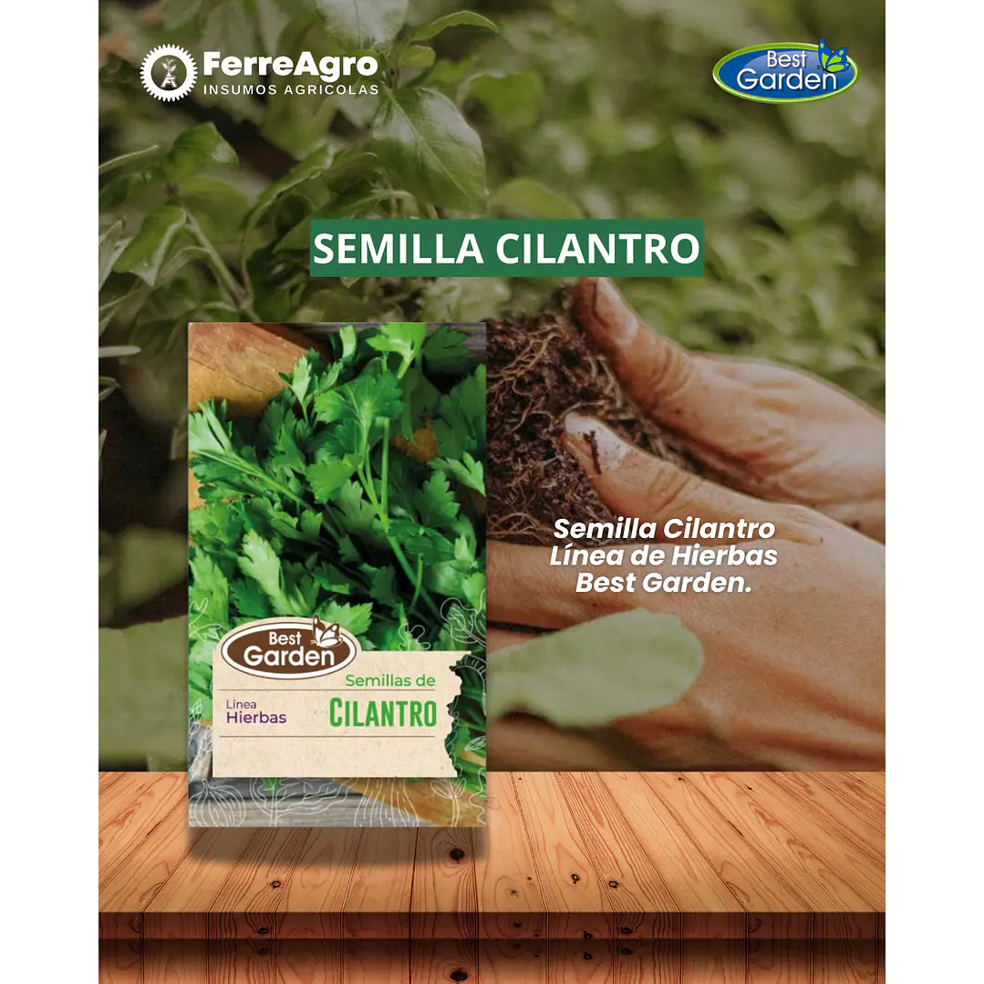 SEMILLA CILANTRO / BEST GARDEN  1