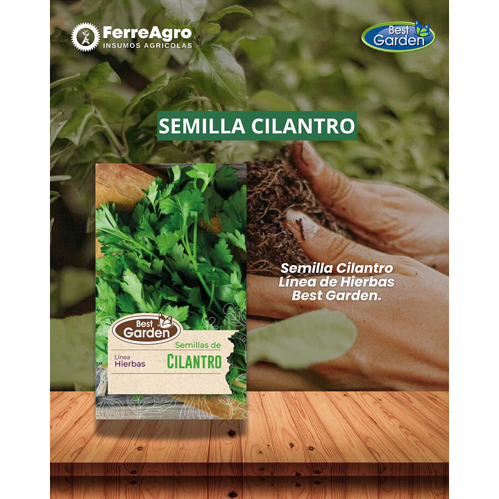 SEMILLA CILANTRO / BEST GARDEN  1