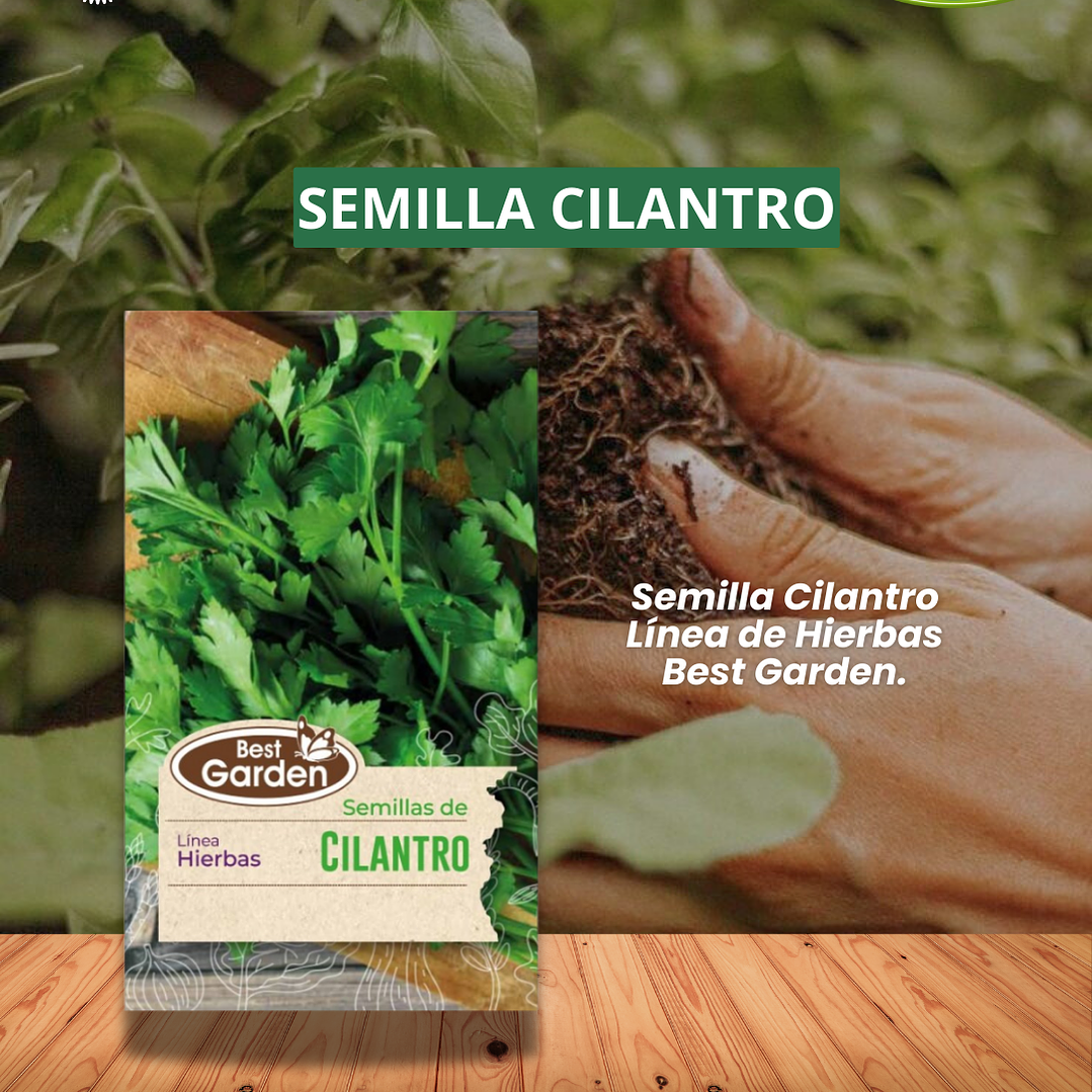 SEMILLA CILANTRO / BEST GARDEN  1