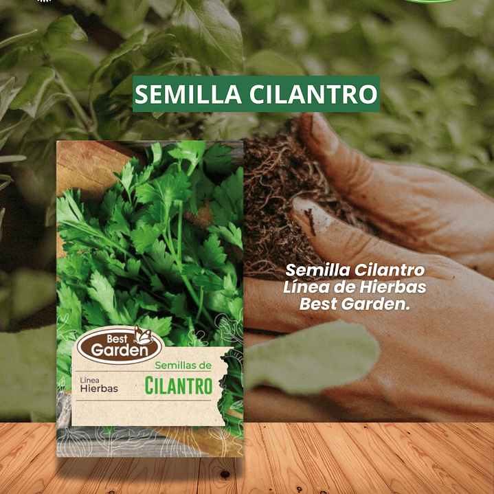 SEMILLA CILANTRO / BEST GARDEN  1
