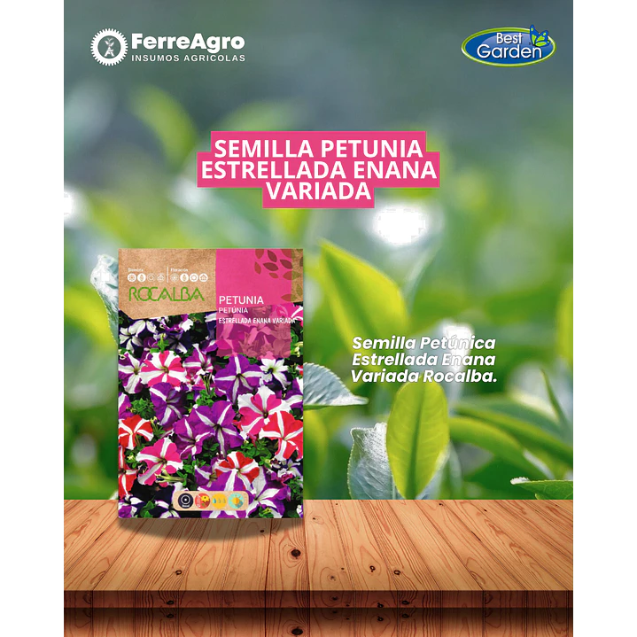 ROCALBA SEMILLA PETUNIA ESTRELLADA ENANA  1