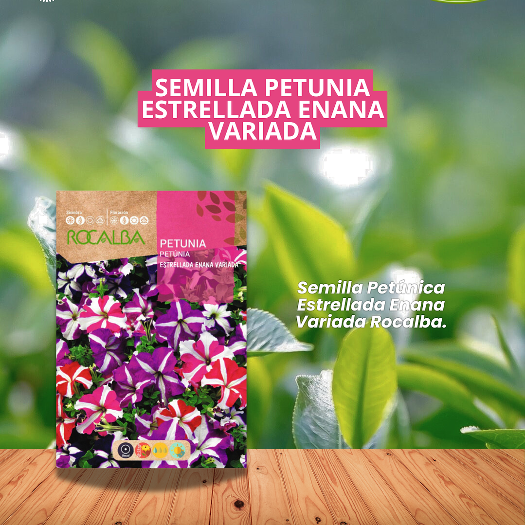 ROCALBA SEMILLA PETUNIA ESTRELLADA ENANA  1