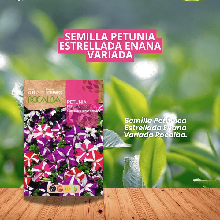 ROCALBA SEMILLA PETUNIA ESTRELLADA ENANA  1