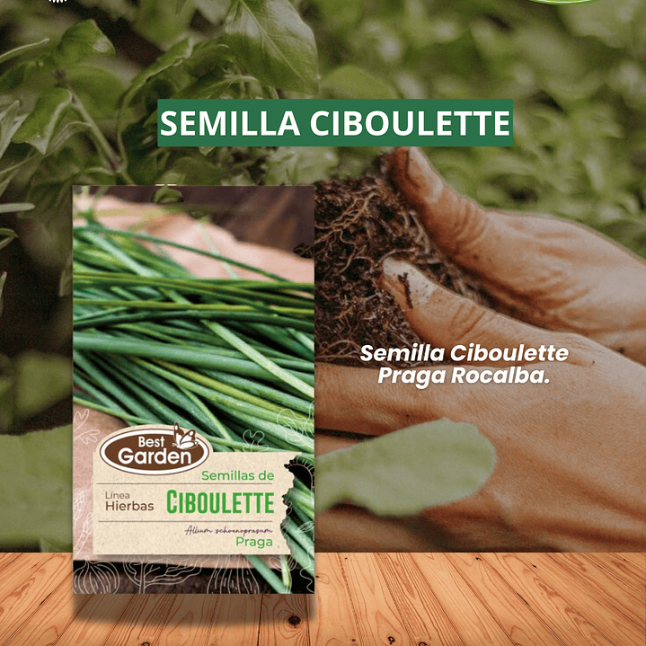 SEMILLA CIBOULETTE/ BEST GARDEN  1
