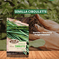 SEMILLA CIBOULETTE/ BEST GARDEN  - Miniatura 1