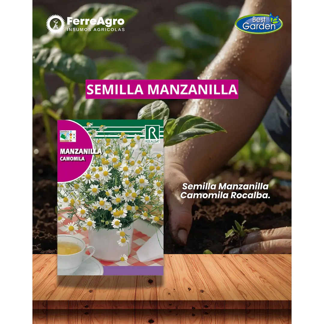 ROCALBA SEMILLA  MANZANILLA 1