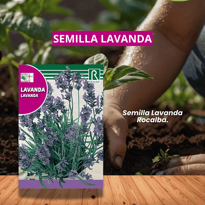 ROCALBA SEMILLA DE LAVANDA 1 GR/ BEST GARDEN  1