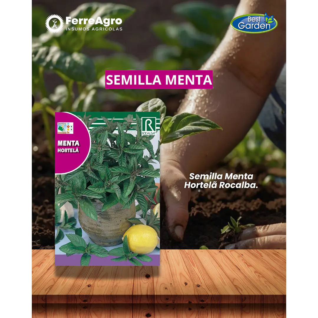 ROCALBA SEMILLA MENTA 1