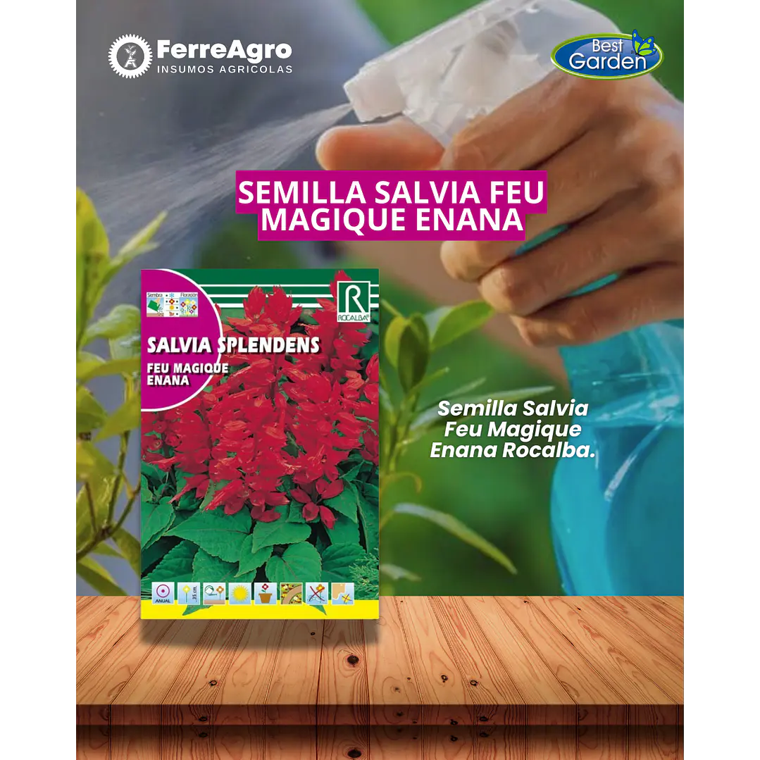 ROCALBA SALVIA SPLENDENS 1