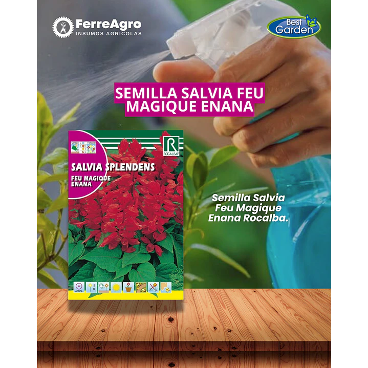 ROCALBA SALVIA SPLENDENS 1