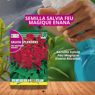 ROCALBA SALVIA SPLENDENS 0.5 GRS / BEST GARDENS 