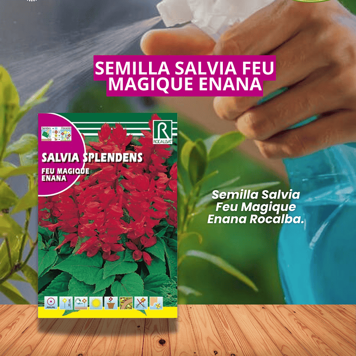 ROCALBA SALVIA SPLENDENS 0.5 GRS / BEST GARDENS  1