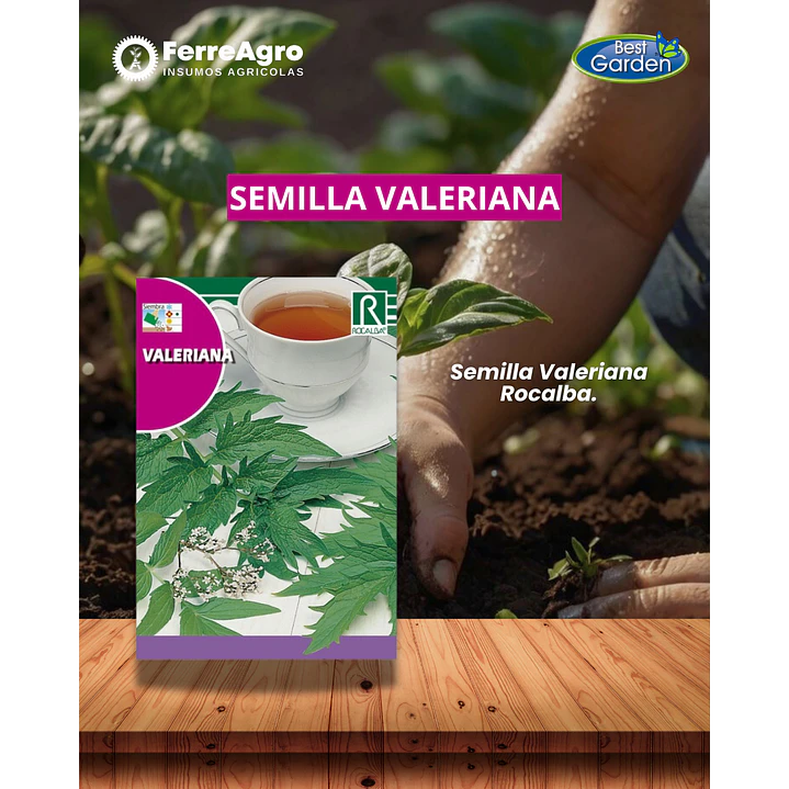 ROCALBA SEMILLA VALERIANA 1