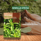ROCALBA SEMILLA STEVIA 0.02 GRS / BEST GARDEN  - Miniatura 1