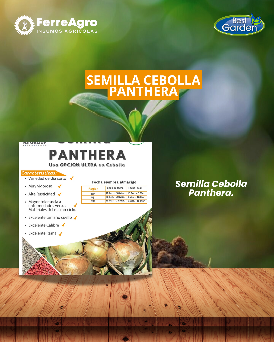 SEMILLA DE CEBOLLA PANTHERA